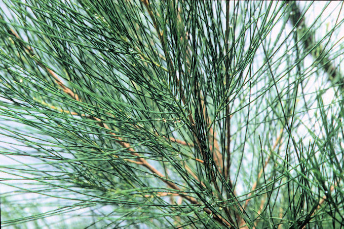 Seychellen 1999-050.jpg